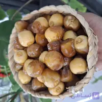 رطب برحی تازه