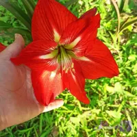 بذر آماریلیس مطابق تصویر