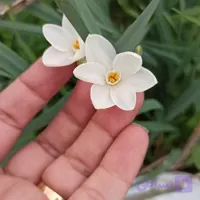 پیاز گل نرگس کریسمس (سفید)