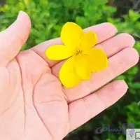 پیاز گل جام زرین کوروش