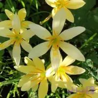 پیاز سوسن بارانی لیمویی رنگ(یک عدد)