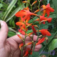 پیاز گل زنبق کروکوزمیا(زعفرانی)