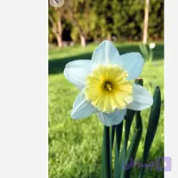 پیاز نرگس آیس فولیس دو عددی