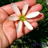 سوسن بارانی سفید(پک ده عددی)