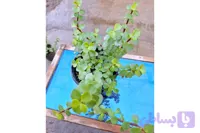 کراسولا خرفه ای