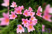 پیاز بالغ سوسن باران صورتی( پنج عددی)