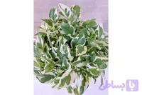 پتوس ارتشی سایز بزرگ ، پر بوته و برگ درشت گلدون ۷ گلخونه ای