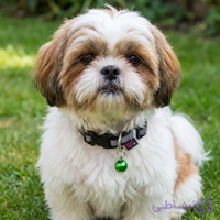 قلاده گردنی سگ مدل مدیوم شبرنگ مگی پت کد Medium shabrang maggy pet