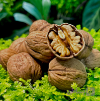 گردو پوست کاغدی