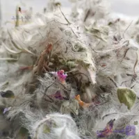 چای کوهی