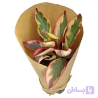 قاشقی ابلق قرمز