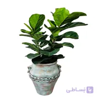 فیکوس لیراتا 2 شاخه