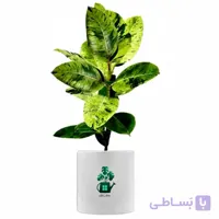 فیکوس ببری گلآرون