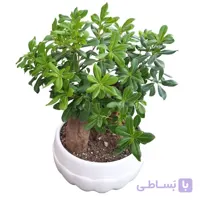 بونسای پیتسپروم