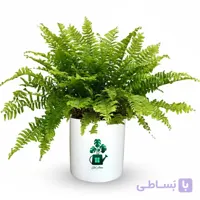 سرخس گلآرون