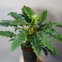 فیلدندرون کنگره‌ای چوبدار