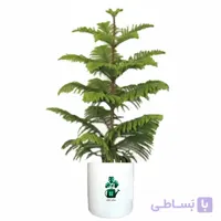 کاج مطبق گلآرون