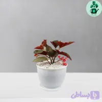 بگونیا خالدار