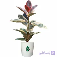 فیکوس شرابی گلآرون