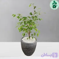 بنجامین ابلق