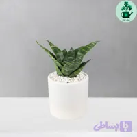 سانسوریا پا کوتاه باغچه ای