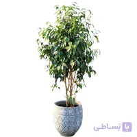 درختچه بنجامین