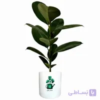 فیکوس سبز گلآرون