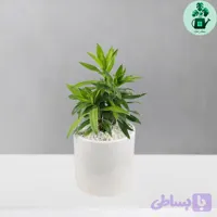 پیله موآ