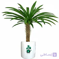 نخل ماداگاسکار گلآرون