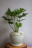 برگ انجیری