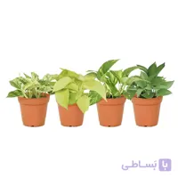4 مدل مختلف پتوس
