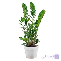 زامفولیا لوکس