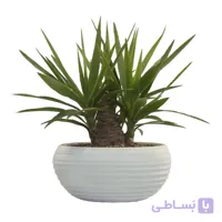یوکا طرح بونسایی