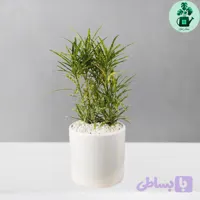 آکوبا