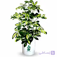 شفلرا ابلق گلآرون
