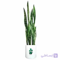 سانسوریا سبز گلآرون