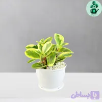 قاشقی ابلق