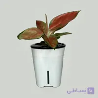 آگلونما قرمز هیدروپونیک