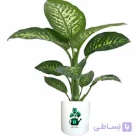 دیفن باخیا گلآرون