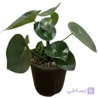 پپرومیا قطره باران