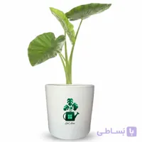 بابا آدم گلآرون