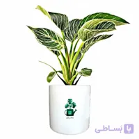 فیلدندرون برکین گلآرون