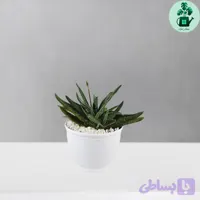 گاستریا گاوزبانی