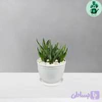 هاورتیا گورخری