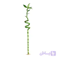 بامبو جوانه دار