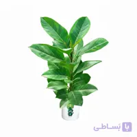 فیکوس آلتیسما گلآرون