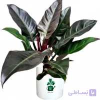 فیلدندرون بلک گلآرون