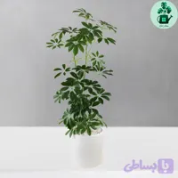شفلرا سبز