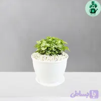 سینگونیوم مینیاتوری