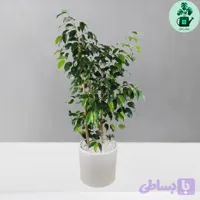 بنجامین سبز